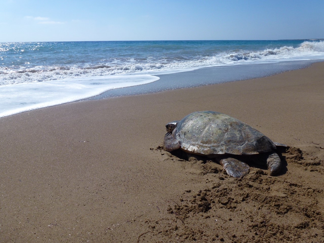 Caretta-Caretta Schildkröten