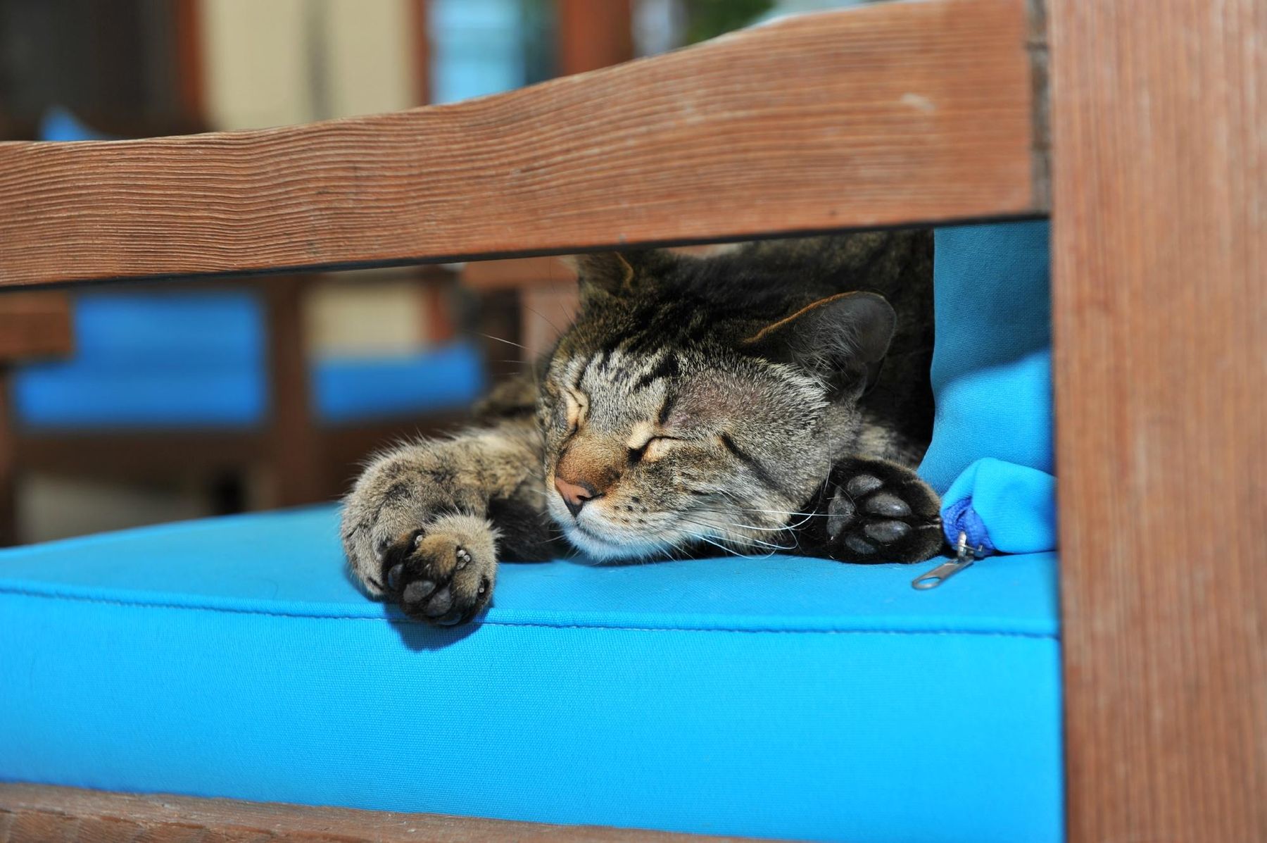 Katze im Garten der Grenadine Lodge — Haustiere willkommen
