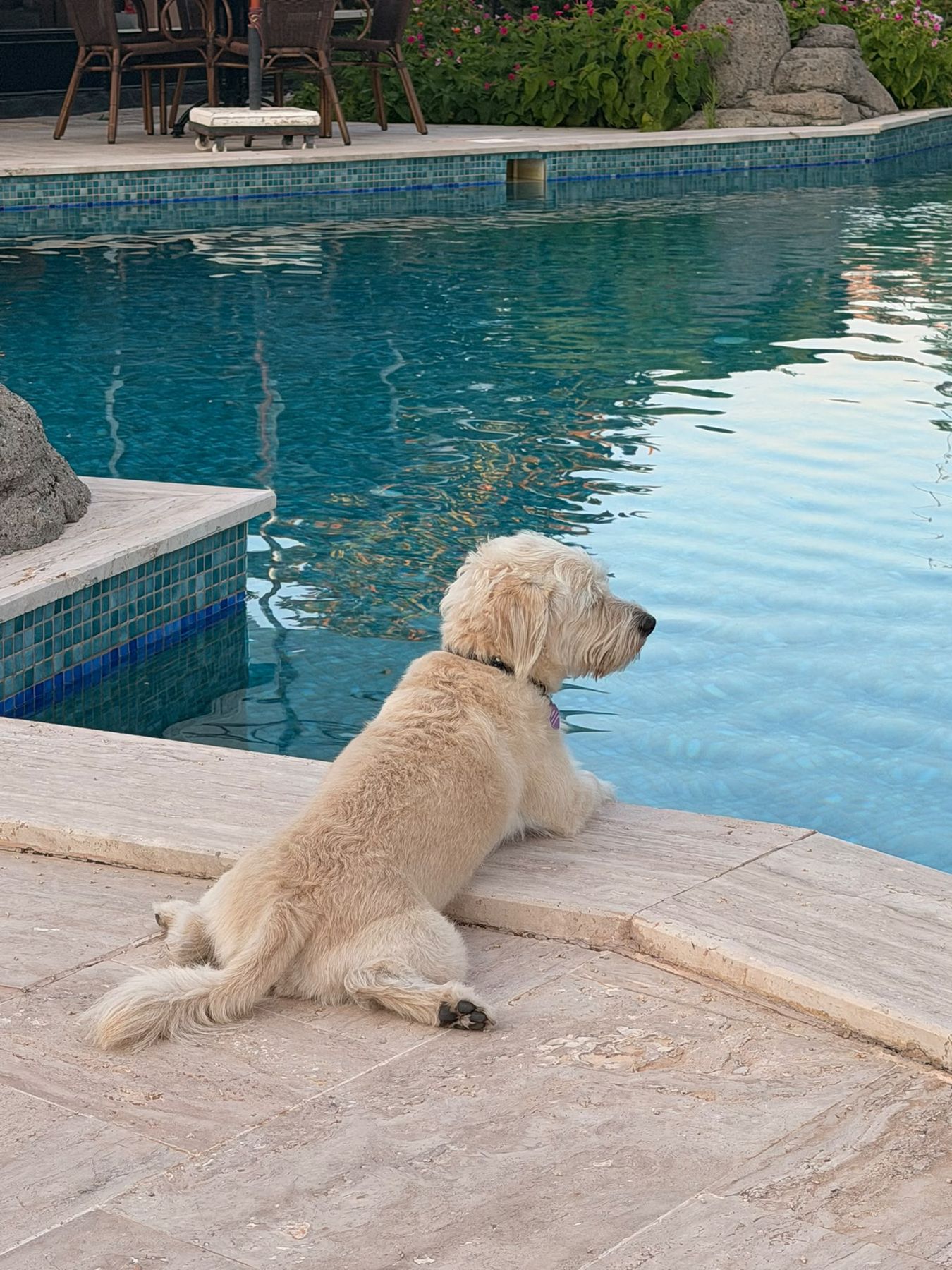 Hund geniesst den Blick über den Pool der Grenadine Lodge — Haustiere willkommen