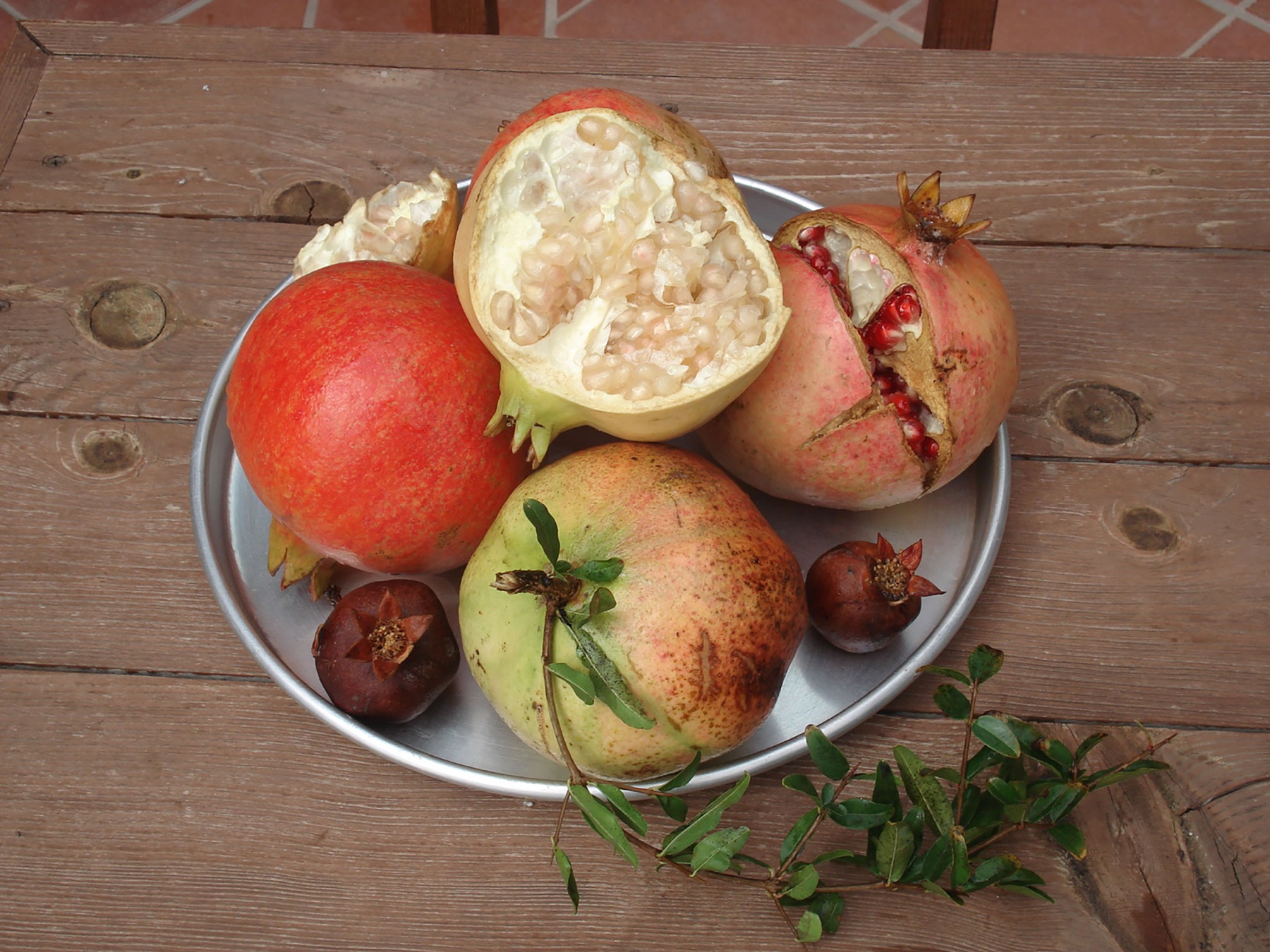 Granatäpfel im Garten der Grenadine Lodge